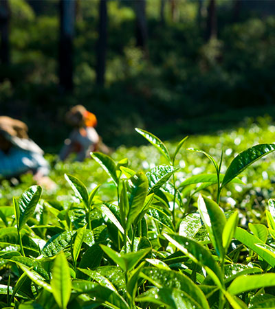 Places to Visit in Darjeeling